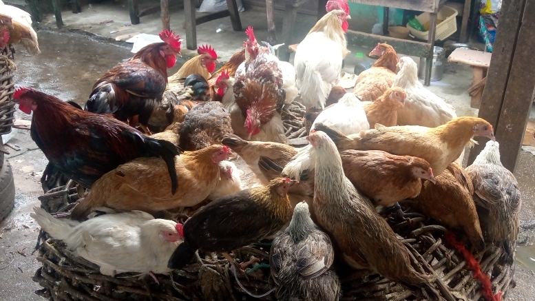 Poulet local : entre préservation d'un patrimoine culinaire local et défi de souveraineté alimentaire 