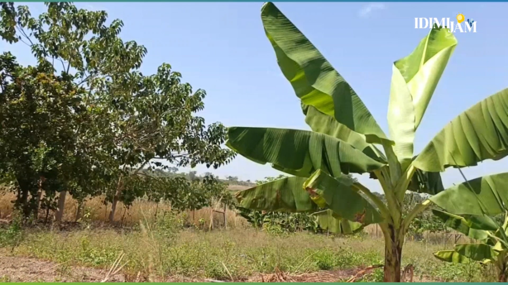 Kankan : des plantations en difficulté à Balimana à cause d’insectes nuisibles