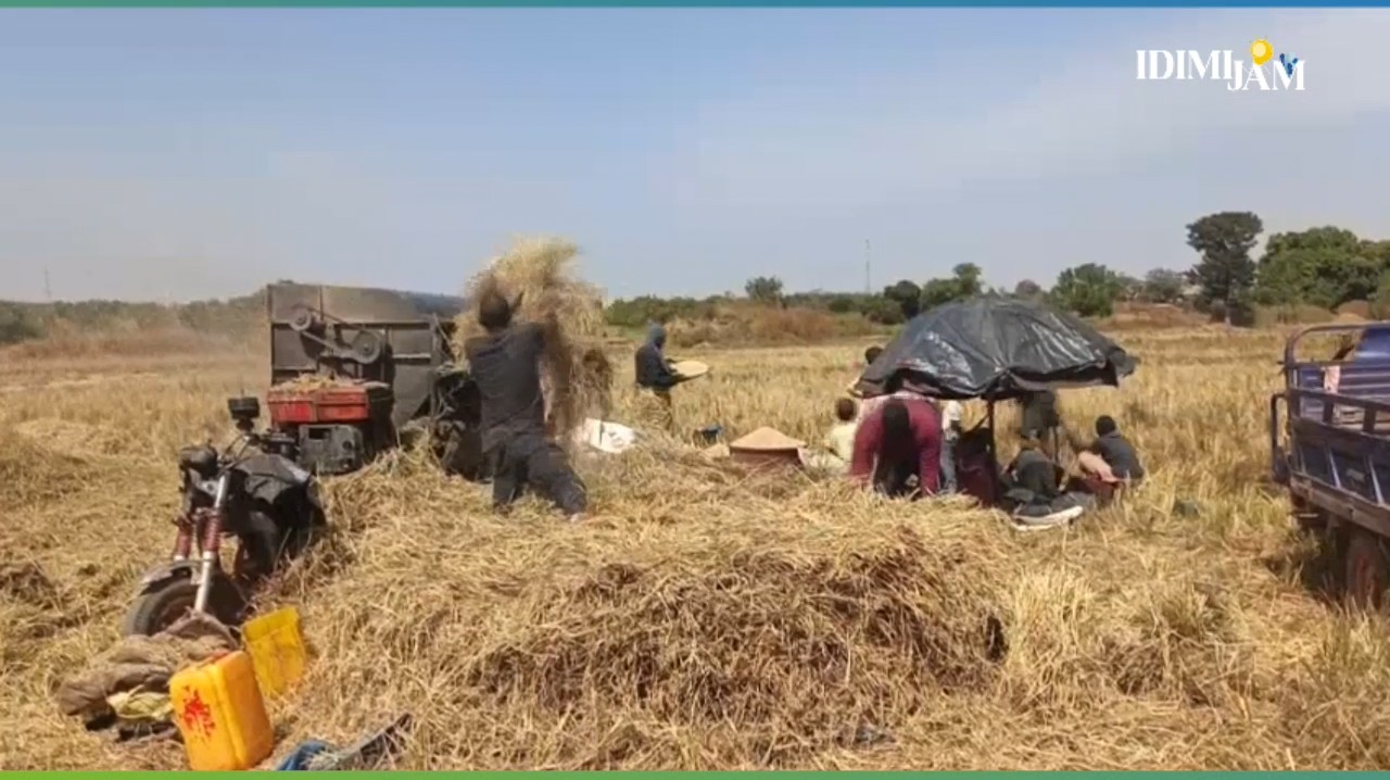 Fodécariah Balimana : les agriculteurs confrontés à un manque criant d’intrants agricoles
