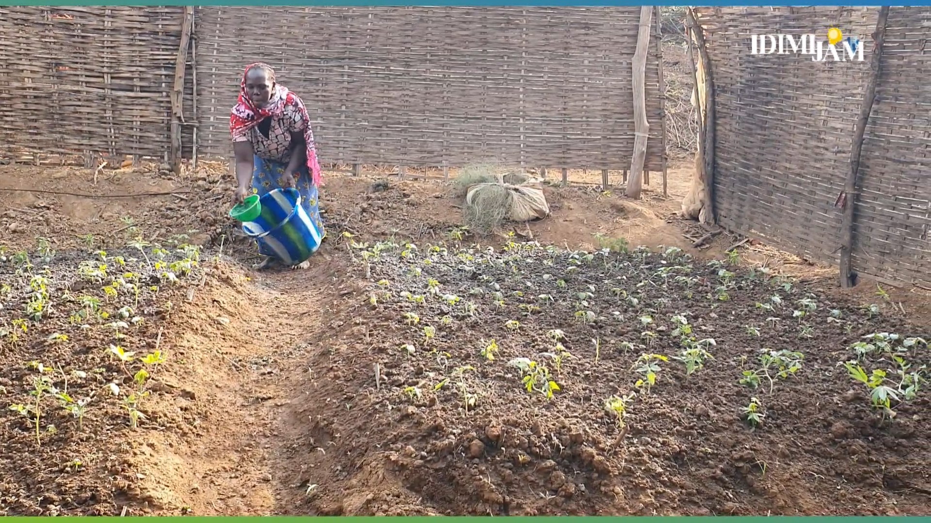 Reportage à Gaoual : le maraîchage, pilier économique sous pression