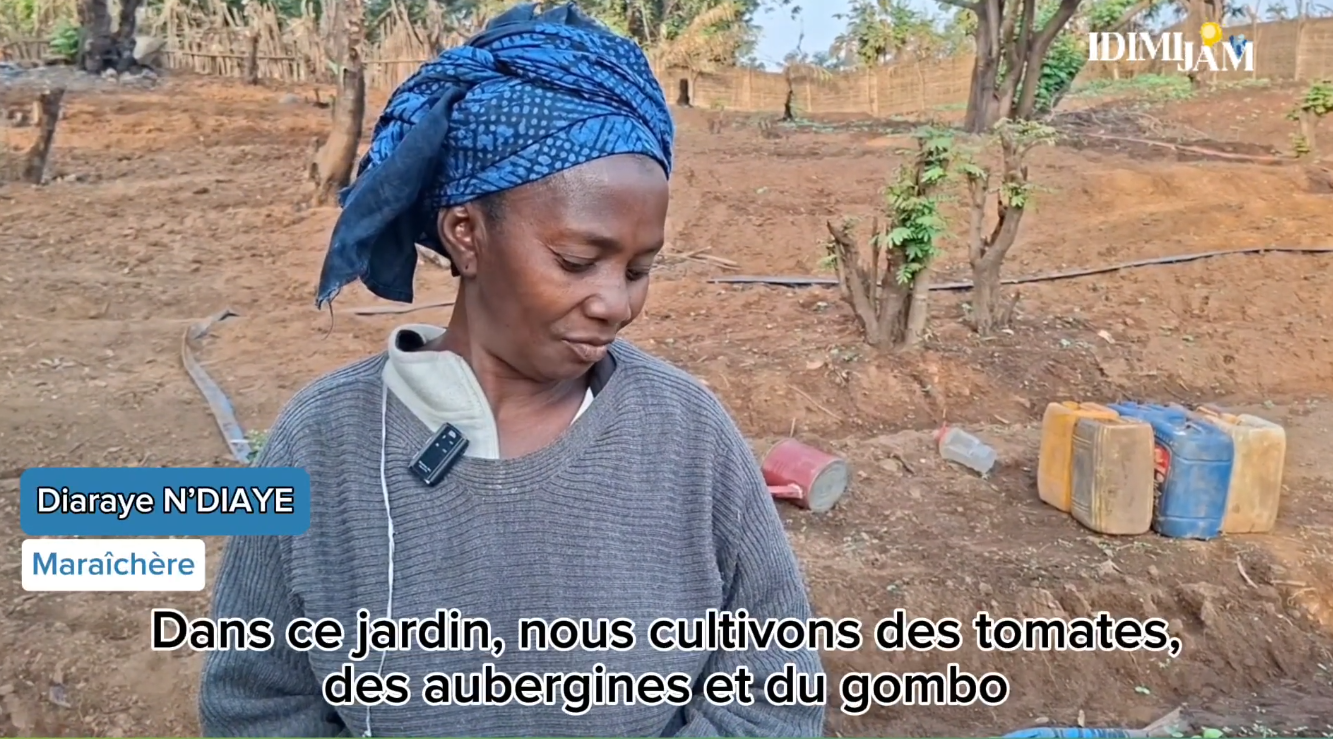 Gaoual : les femmes maraîchères lancent un appel face au manque de semences et aux troupeaux envahissants