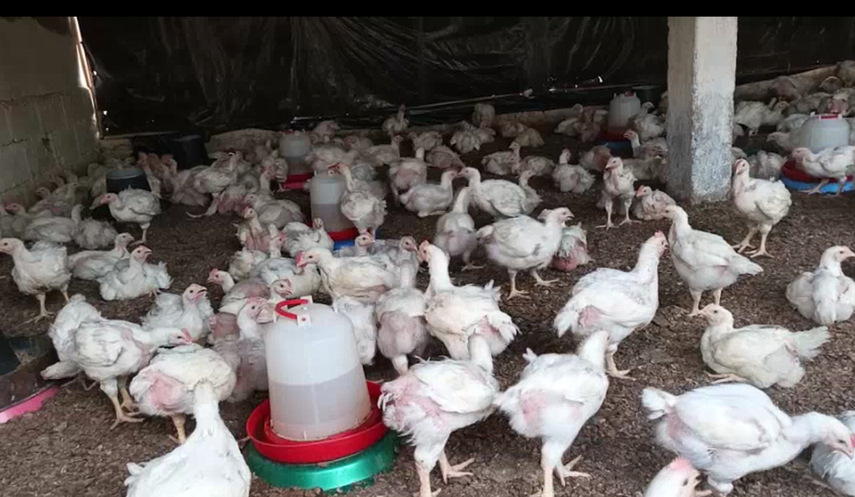 Kankan : le manque de produits vétérinaires et d’aliments pour bétail inquiète les éleveurs