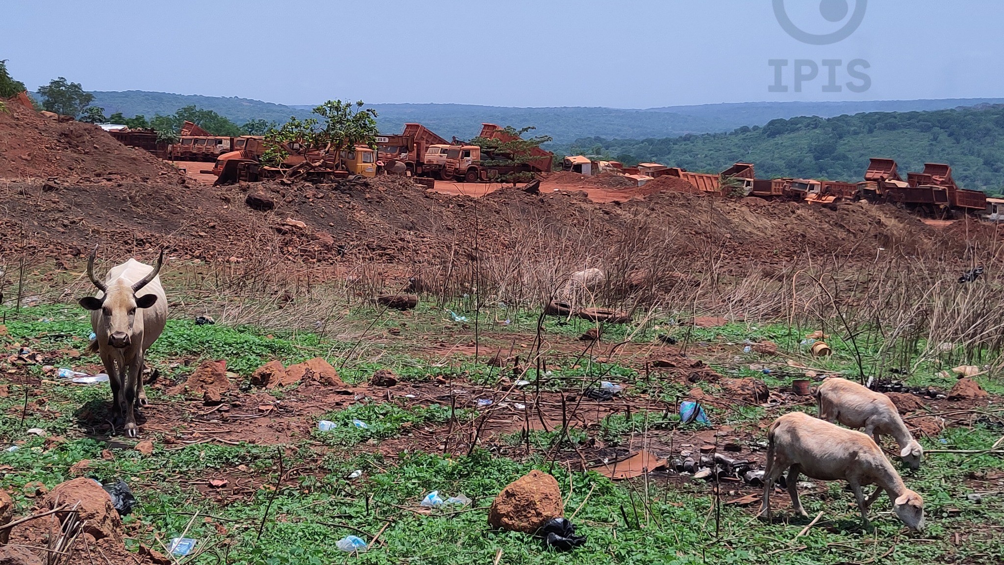 Le dessous des mines : quand la bauxite guinéenne grignote les pâturages et trouble les eaux de Boké