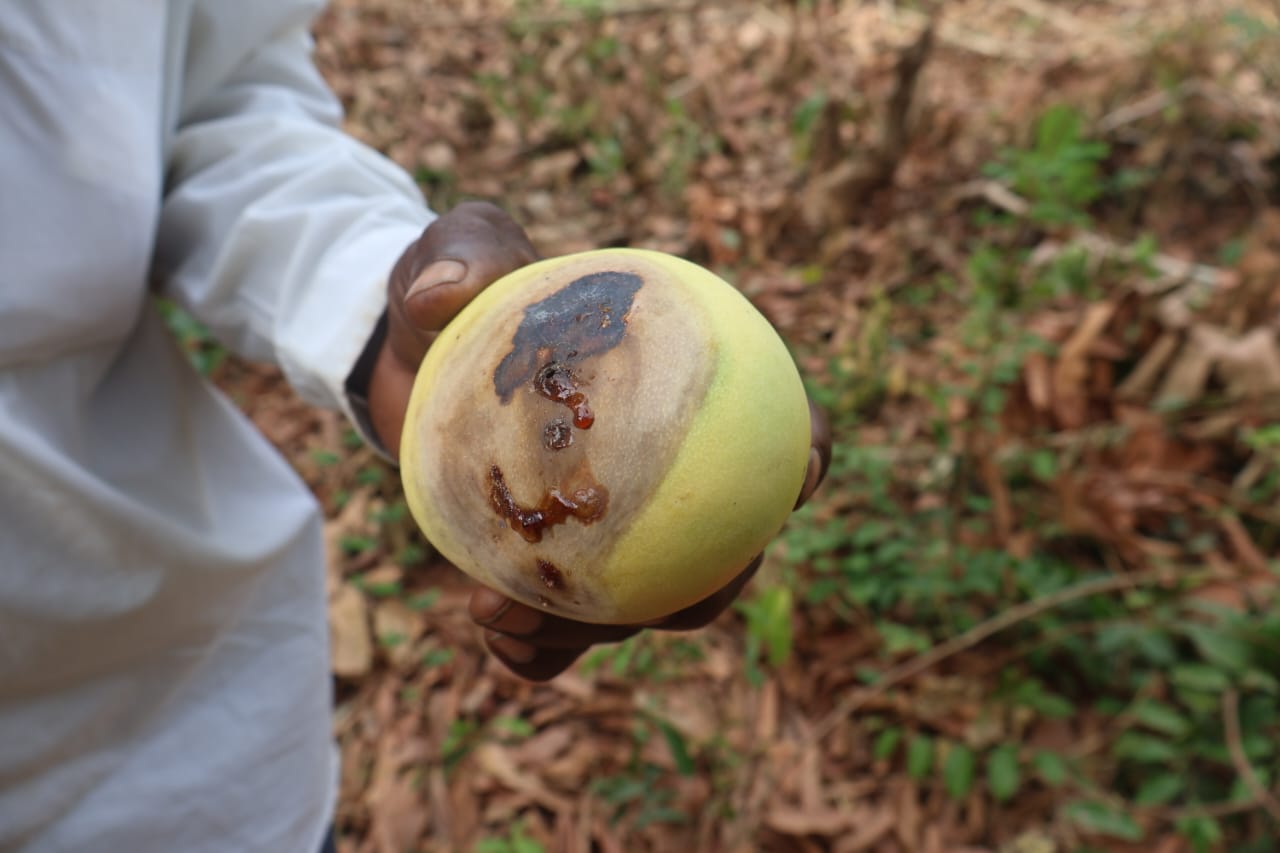 Kankan : la filière de mangue en lambeau, faute d’usine de transformation… 