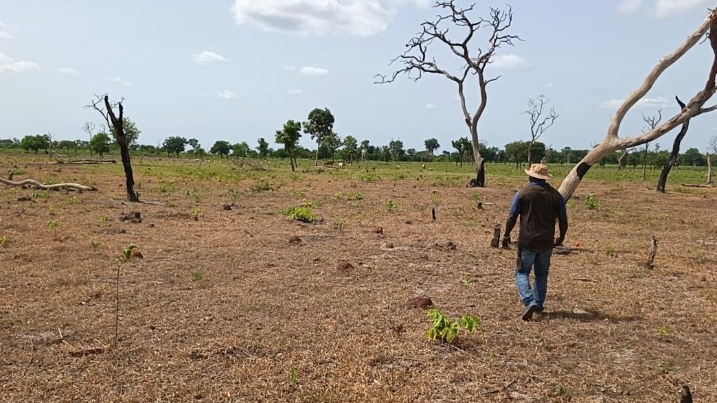 En Haute-Guinée, le dérèglement climatique bouleverse les saisons agricoles, plongeant les paysans dans l'incertitude !