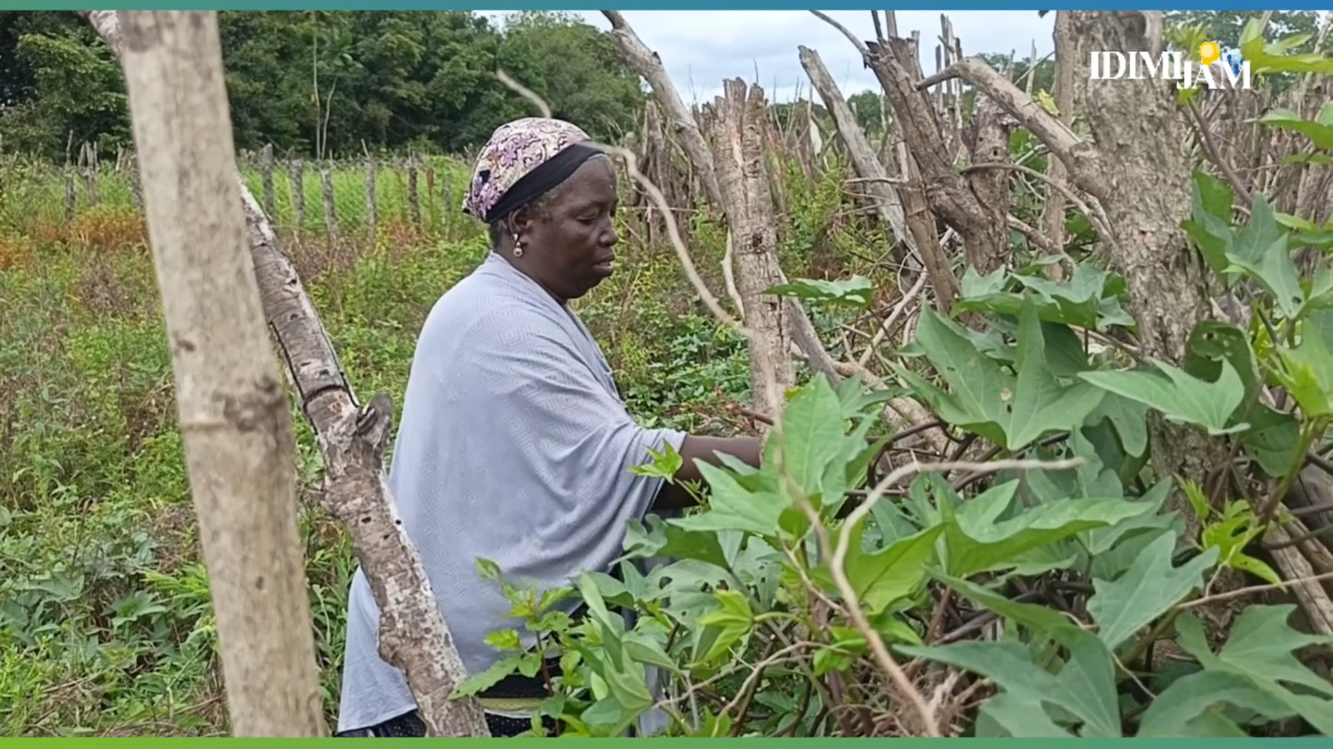 Maraîchage en danger : le combat des femmes de Sabadou Baramana
