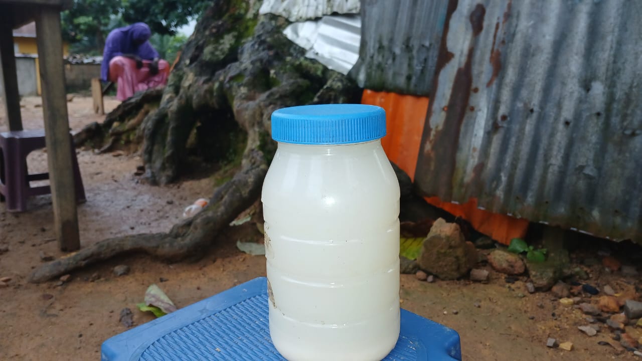 Le vin de palme et ses vertus dans la culture kissi…
