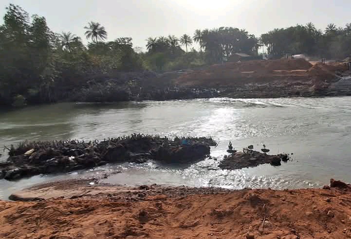 Boffa : la mangrove mise en péril, tout un écosystème sacrifié au profit des activités humaines !