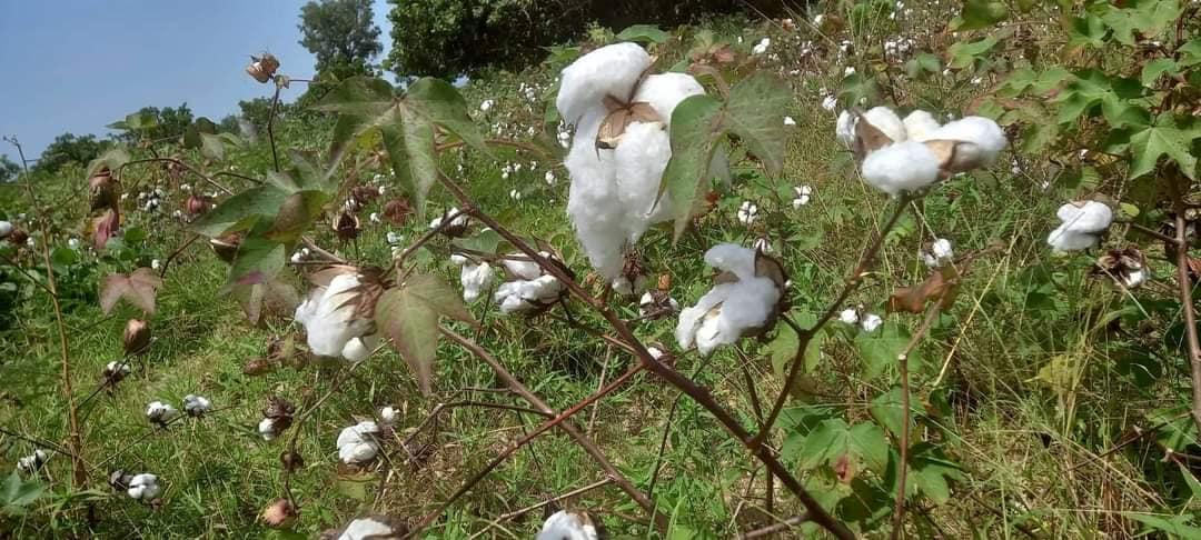 Culture du coton à Kankan : une filière en renaissance, entre défis et espoirs… 