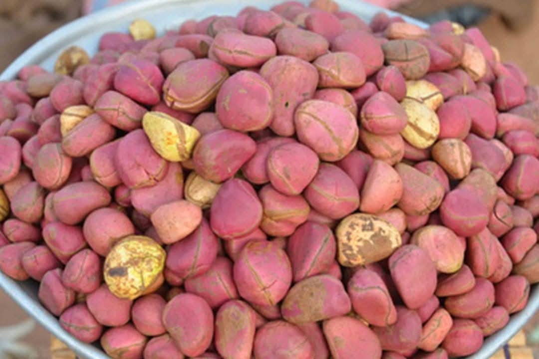 noix de cola