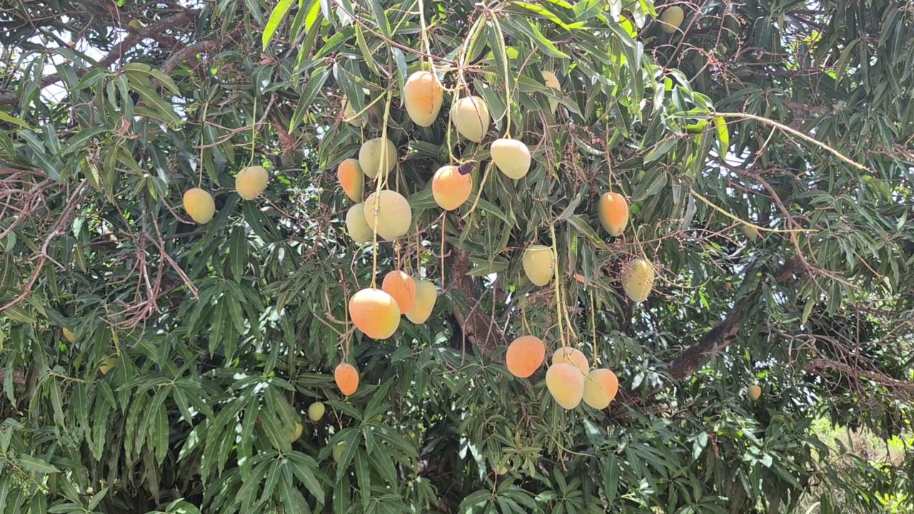 Kankan : la fili&egrave;re de mangue en lambeau, faute d&rsquo;usine de transformation&hellip;&nbsp;
