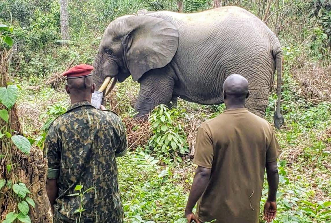 Guin&eacute;e : des esp&egrave;ces prot&eacute;g&eacute;es au bord de l&rsquo;extinction, le cri d&rsquo;alarme du Centre forestier de N&rsquo;Z&eacute;r&eacute;kor&eacute;